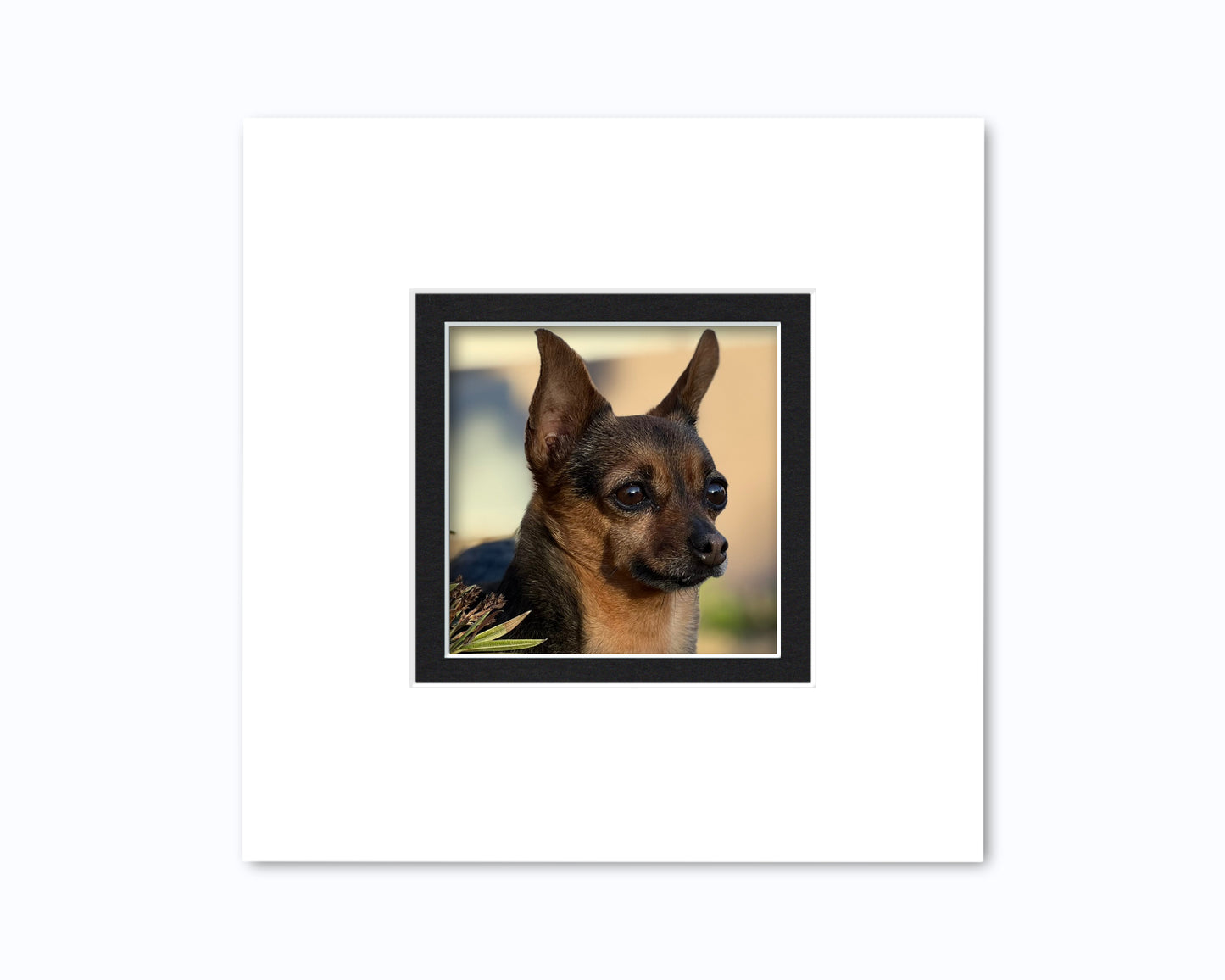 An example of what this 10x10 square double mat looks like with a 5x5 photo in it.