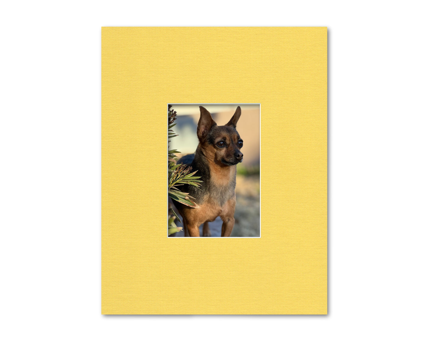 An example of what this 11x14 mat looks like with a 5x7 photo in it.