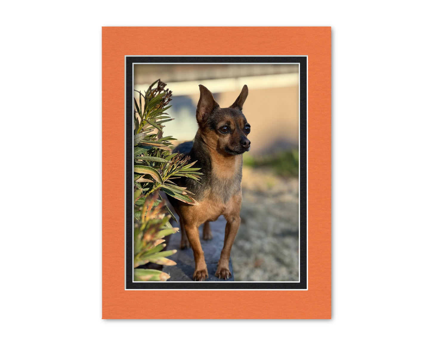 An example of what this 11x14 double mat looks like with an 8.5x11 photo in it.