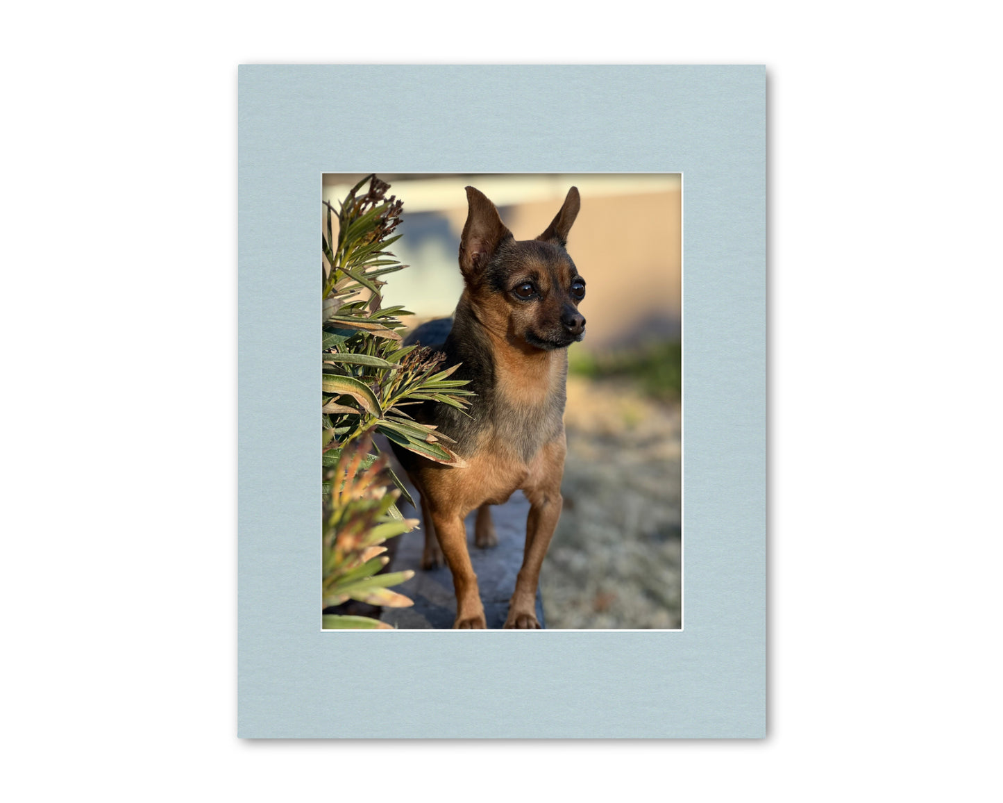 An example of our Baby Blue matboard with a photo in it.