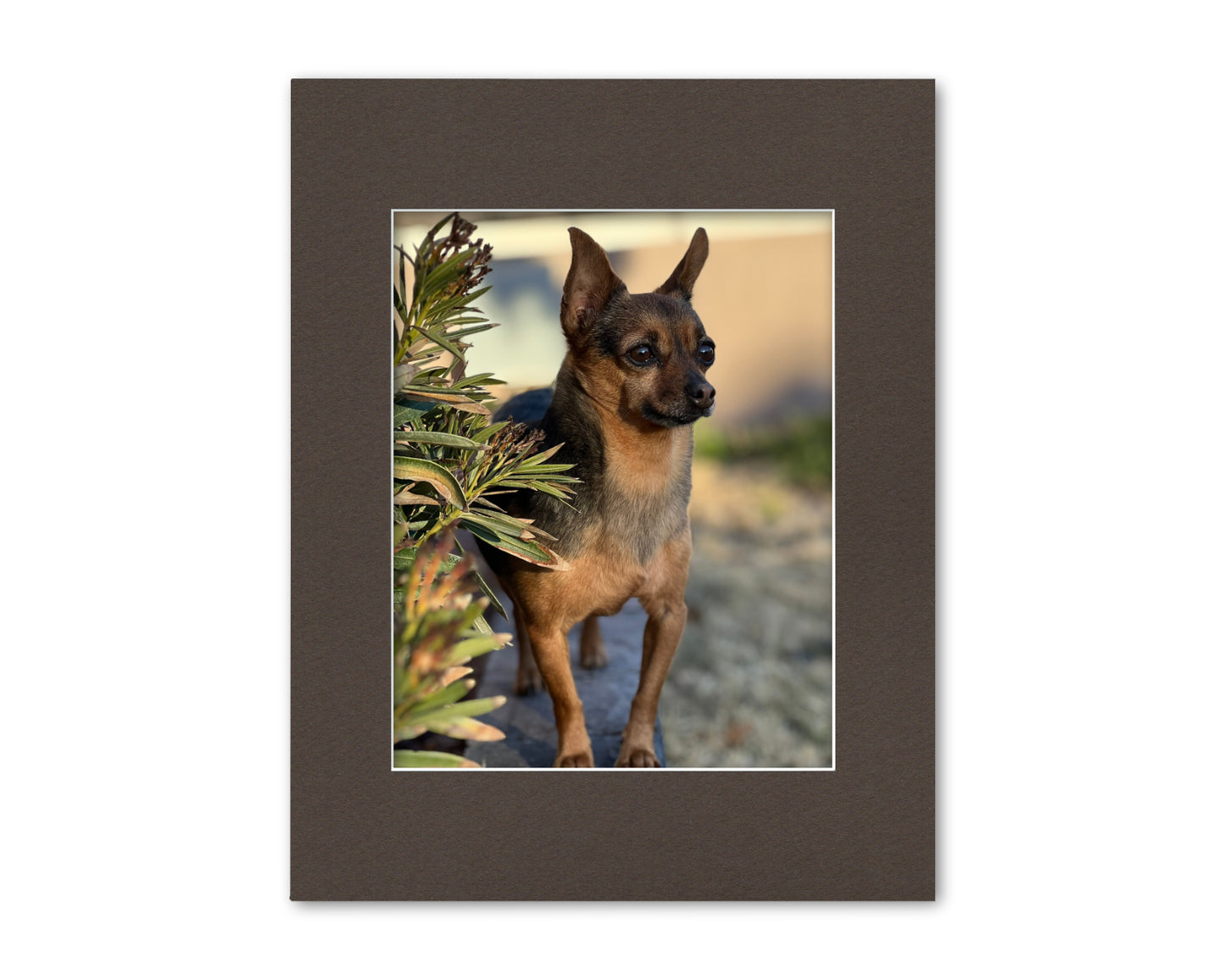 An example of what this 11x14 mat looks like with an 8x10 photo in it.