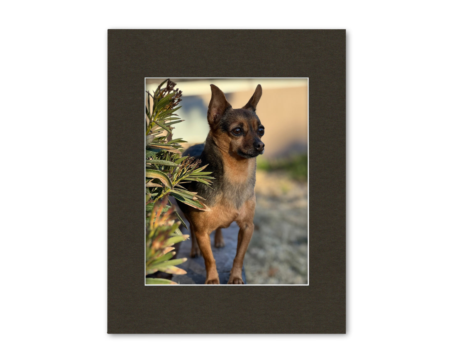 An example of our Dark Olive matboard with a photo in it.