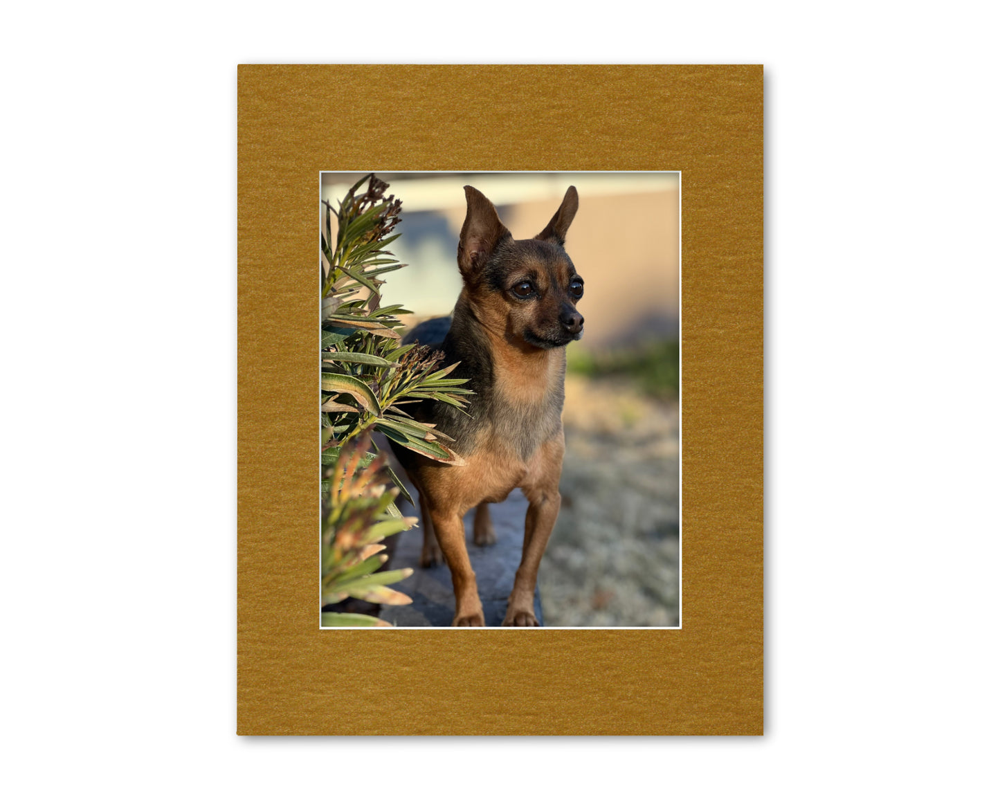 An example of our Gold Metallic matboard with a photo in it.