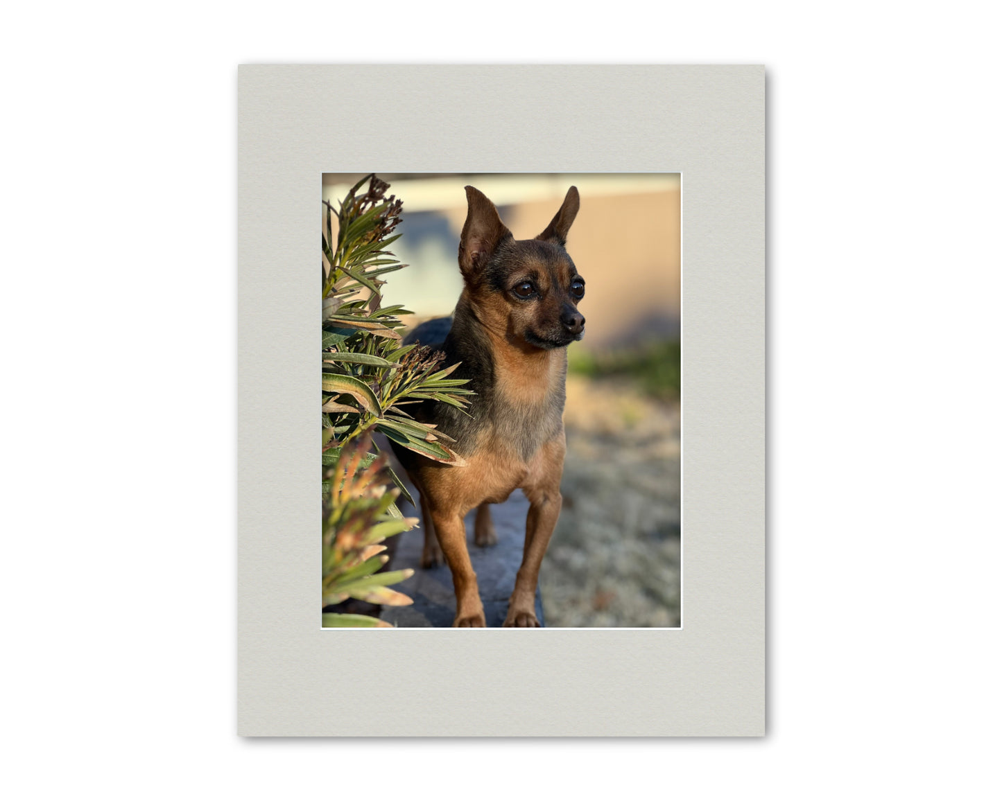 An example of our Light Gray matboard with a photo in it.