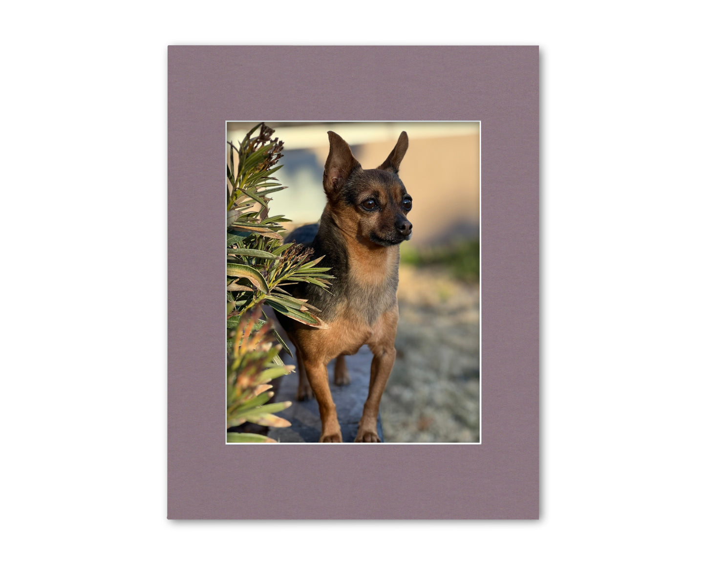 An example of our Pale Purple matboard with a photo in it.