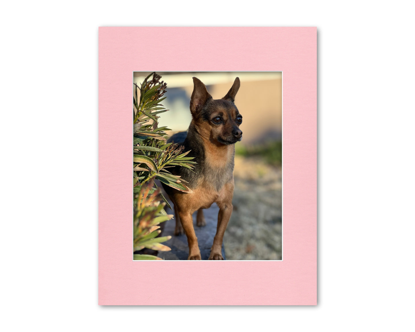 An example of what this 11/14 mat looks like with an 8x10 photo in it.
