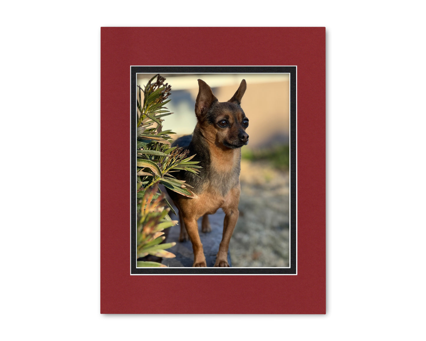 An example of what this 11x14 double mat looks like with an 8x10 photo in it.