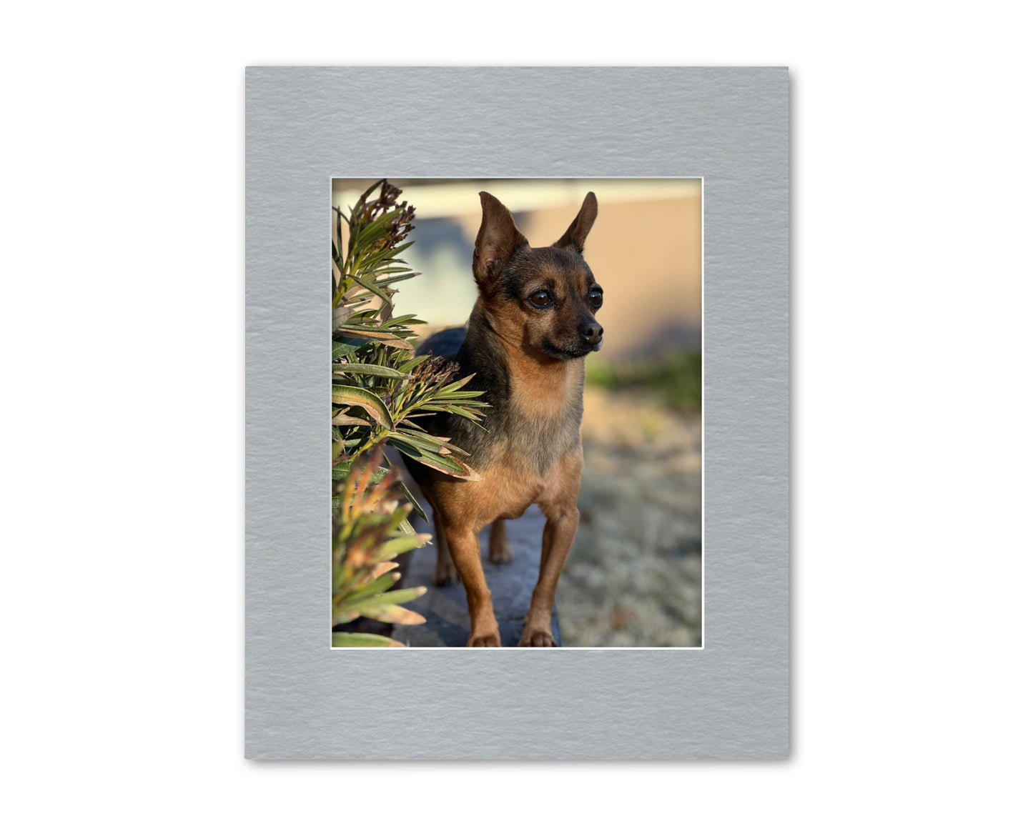 An example of our Silver Metallic matboard with a photo in it.