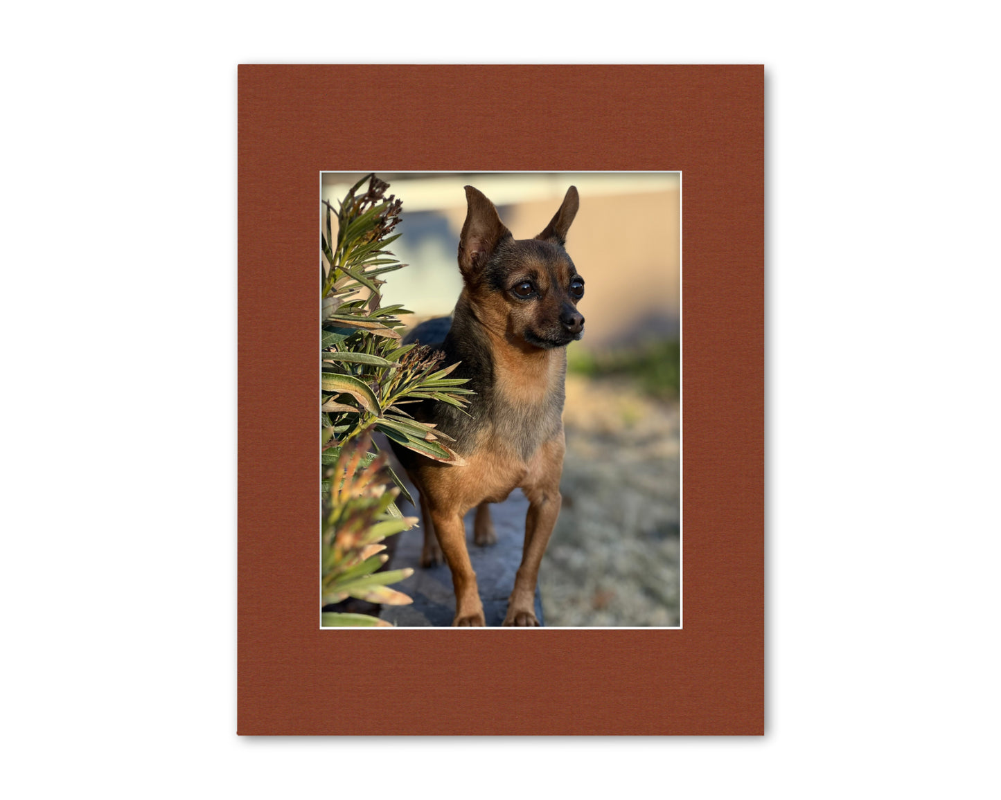An example of our Terra Cotta matboard with a photo in it.