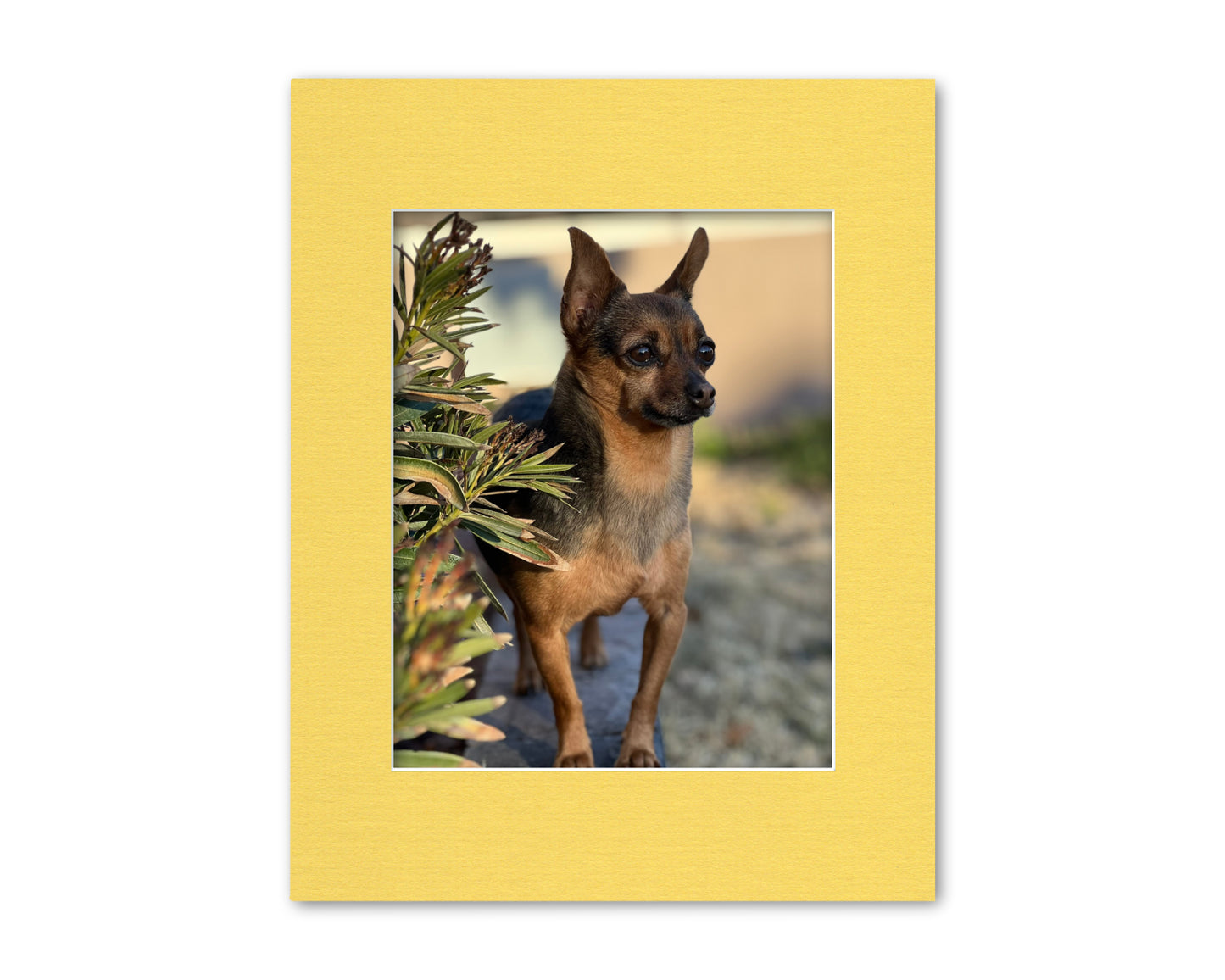 An example of our Yellow matboard with a photo in it.