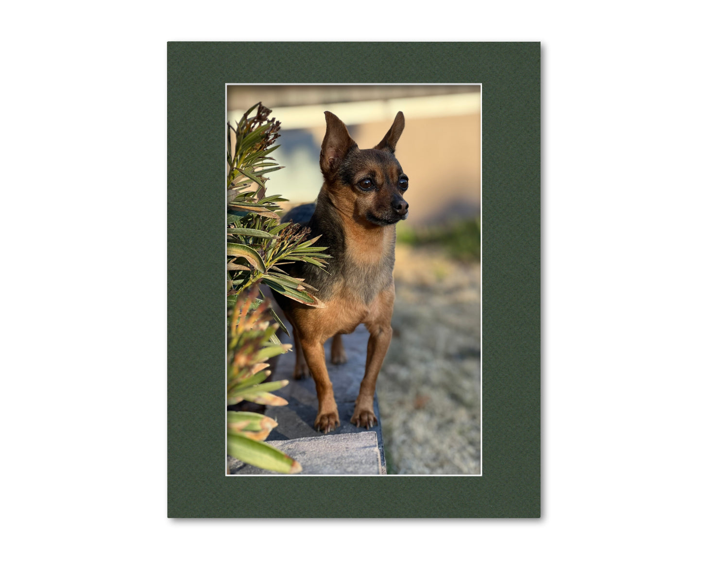 An example of what this 11x14 mat looks like with an 8x12 photo in it.