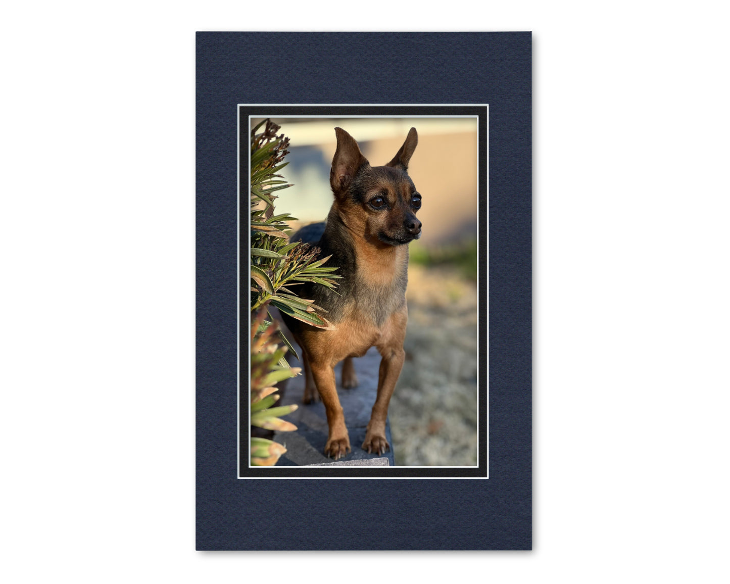 An example of what this 11x17 double mat looks like with an 8x12 photo in it.