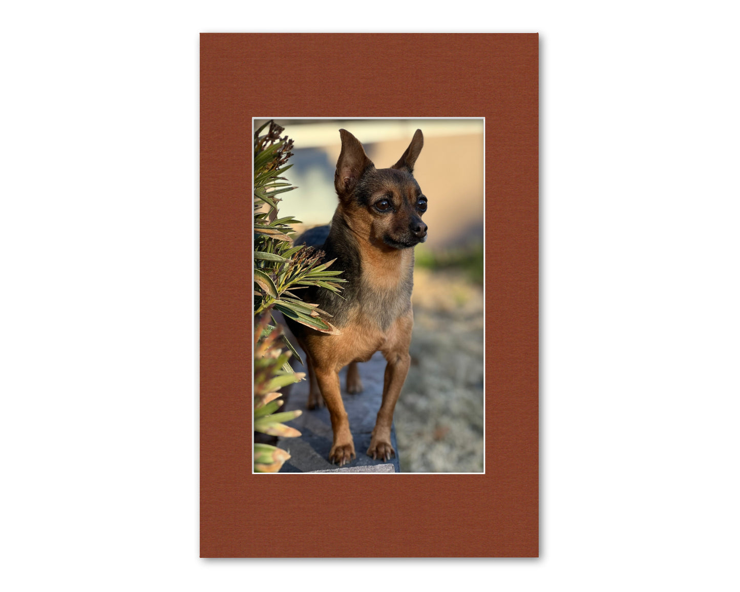 An example of what this 11x17 mat looks like with an 8x12 photo in it.