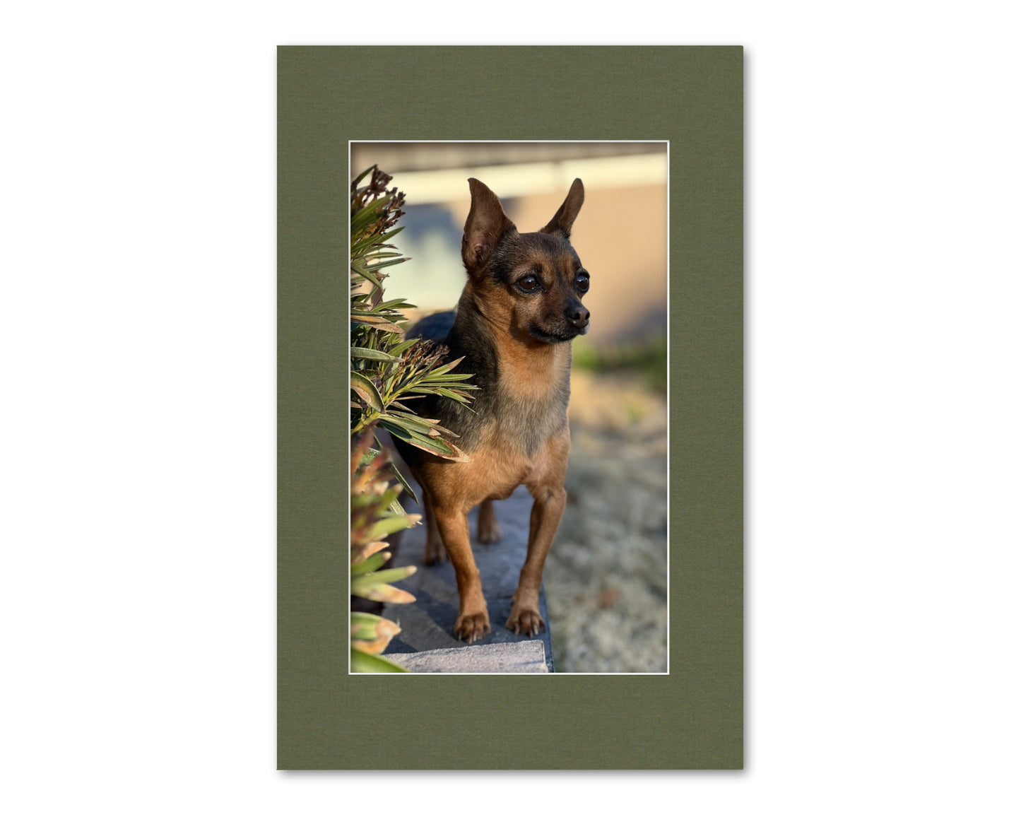 An example of what this 11x17 mat looks like with an 8x13 photo in it.