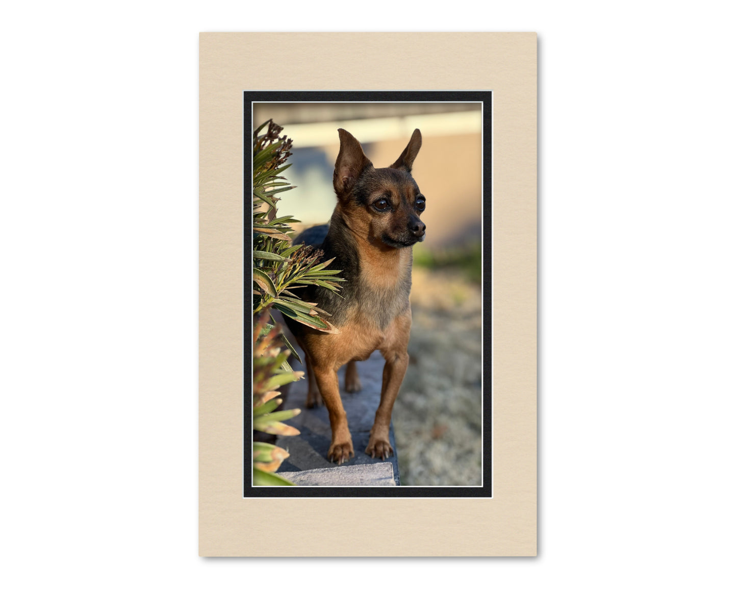 An example of what this 11x17 double mat looks like with an 8x13 photo in it.
