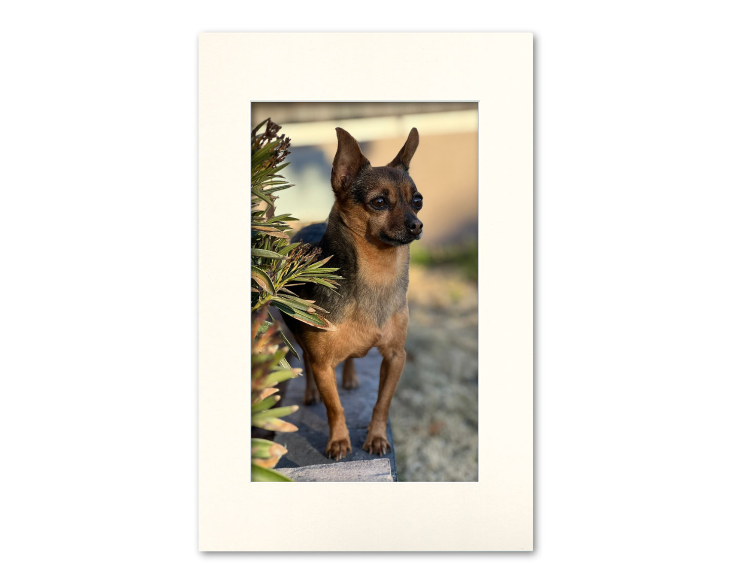 11x17 Mat for 8x13 Photo | Premium White Core Matboard