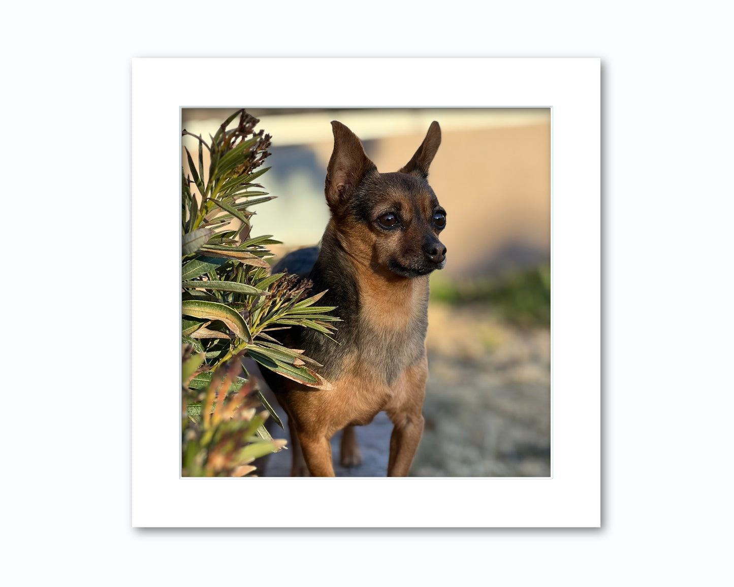 12x12 Mat for 10x10 Photo | Premium White Core Matboard