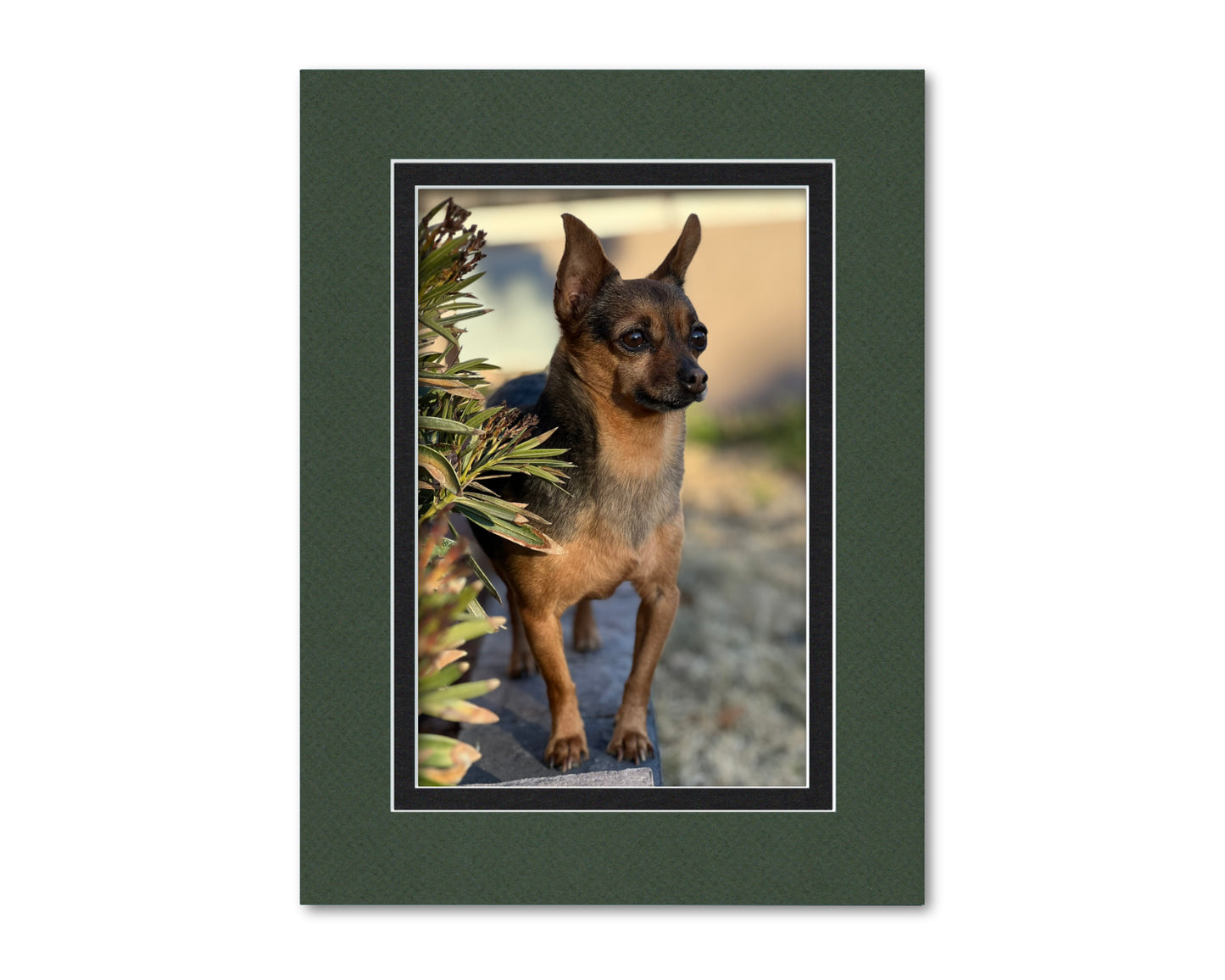 An example of what this 12x16 double mat looks like with an 8x12 photo in it.