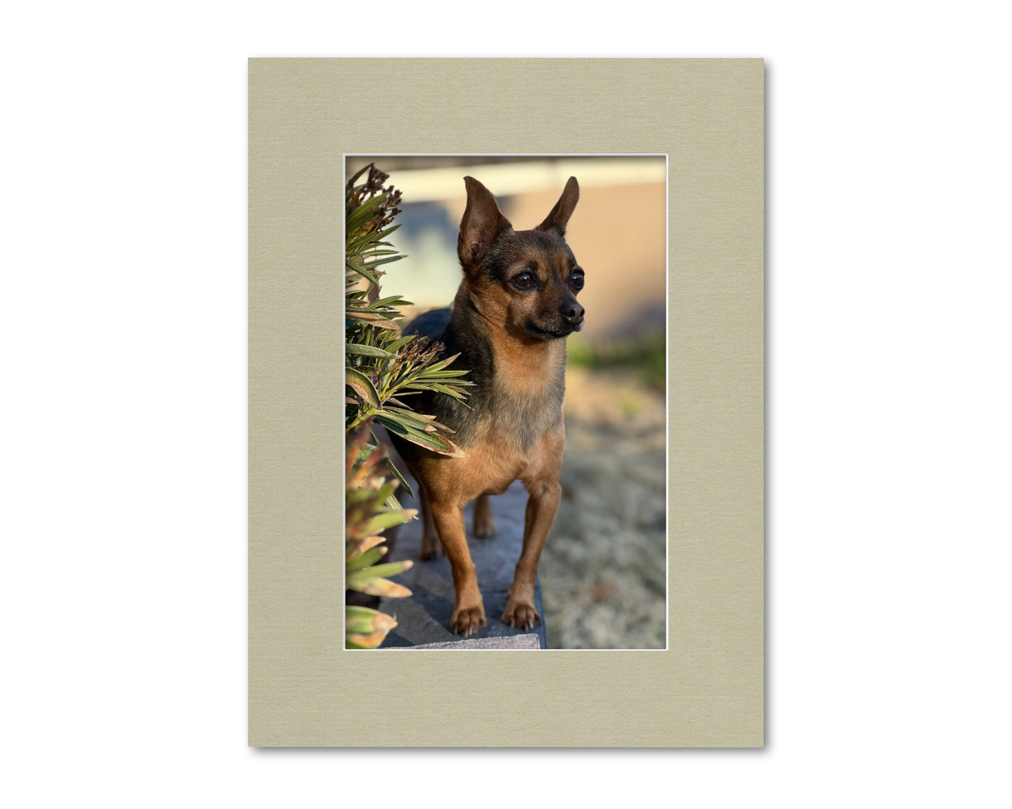 An example of what this 12x16 mat looks like with an 8x12 photo in it.