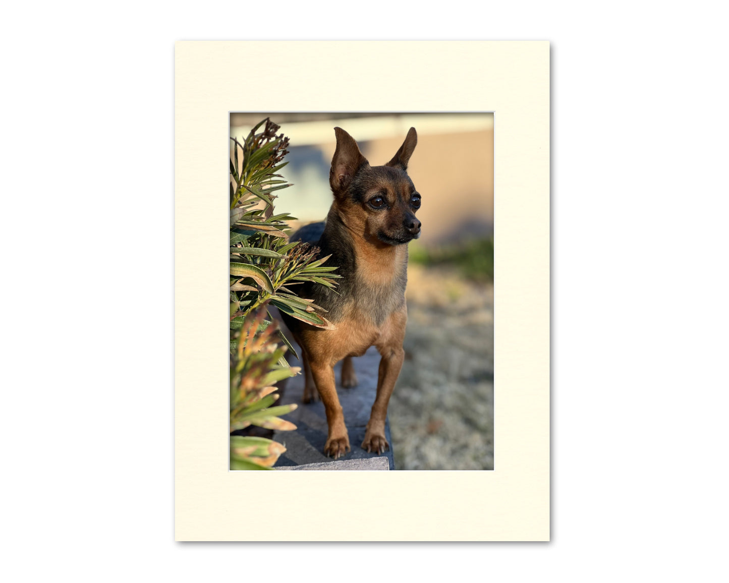 An example of what this 12x16 mat looks like with a 9x12 photo in it.