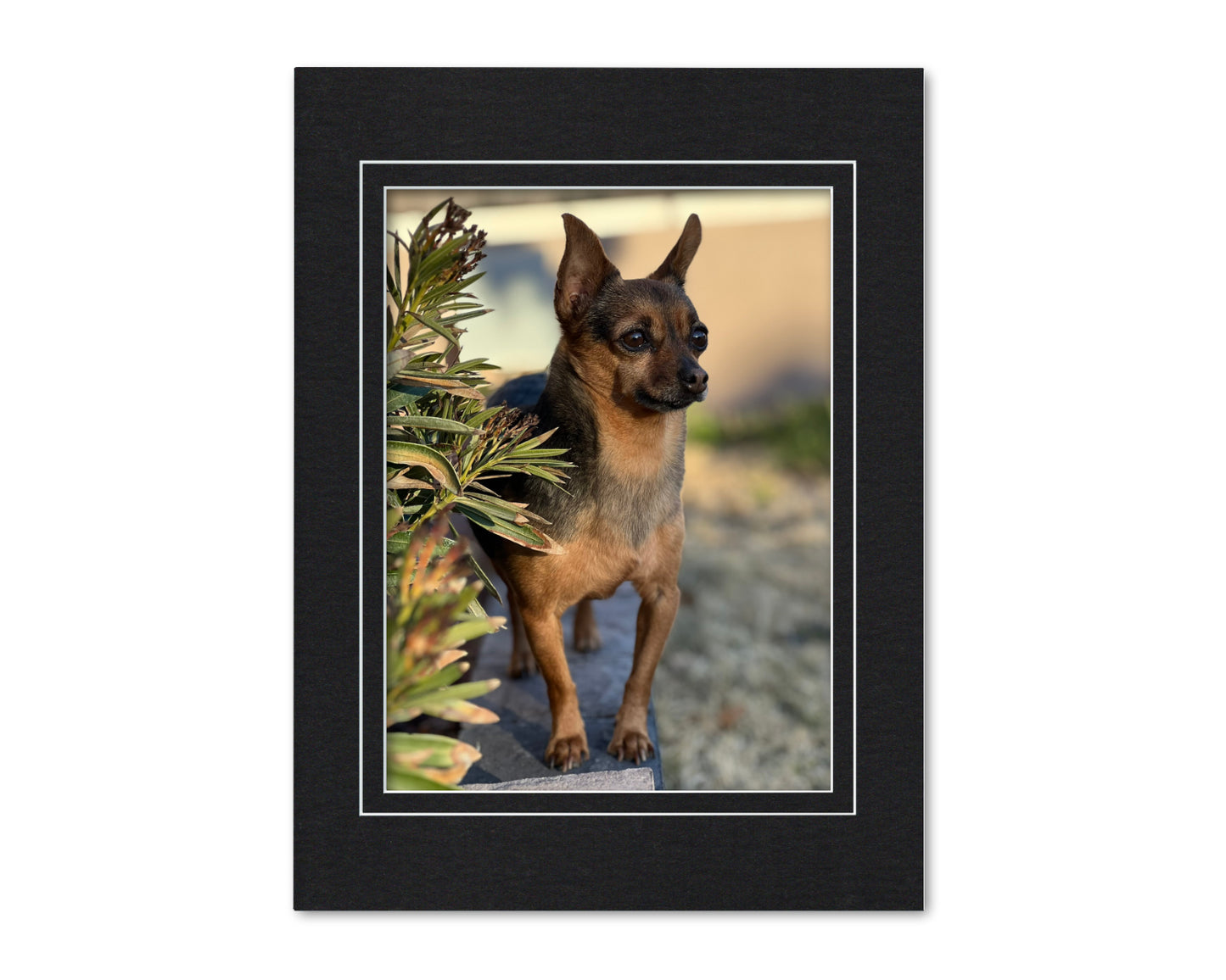 An example of what this 12x16 double mat looks like with a 9x12 photo in it.