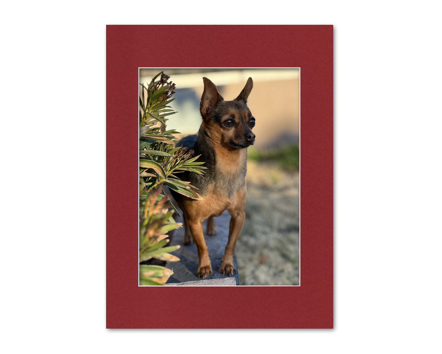 An example of what this 12x16 mat looks like with a 9x12 photo in it.