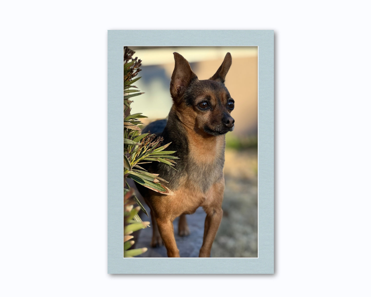 An example of what this 13x19 mat looks like with an 11x17 photo in it.