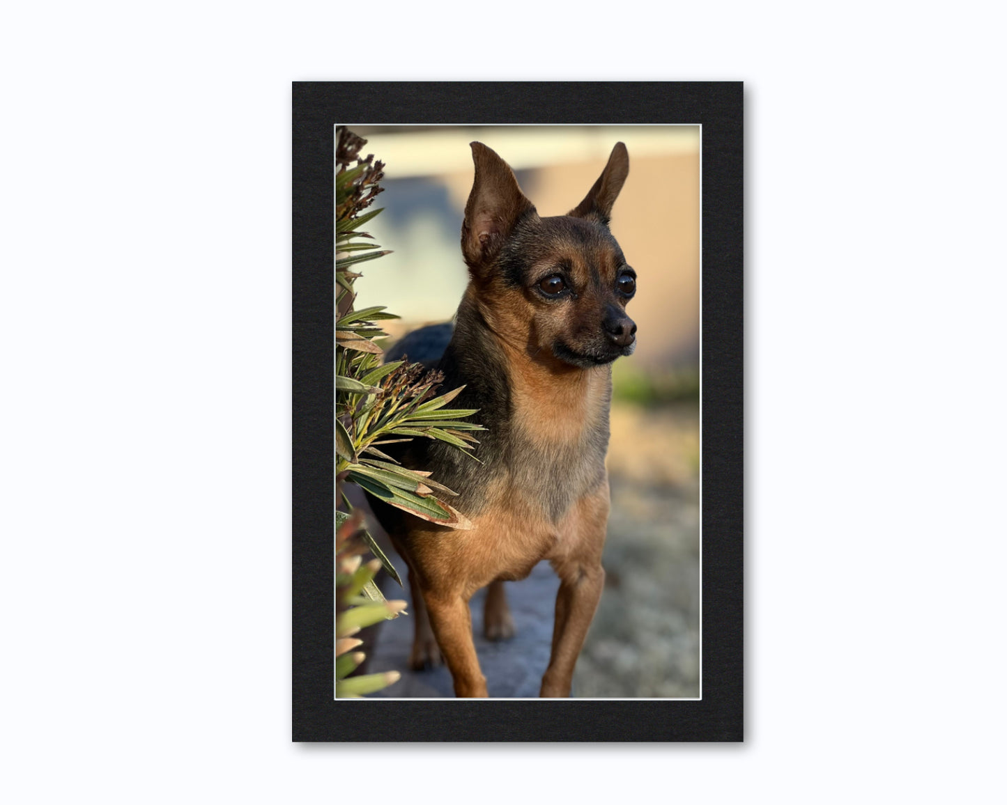 An example of what this 13x19 mat looks like with an 11x17 photo in it.