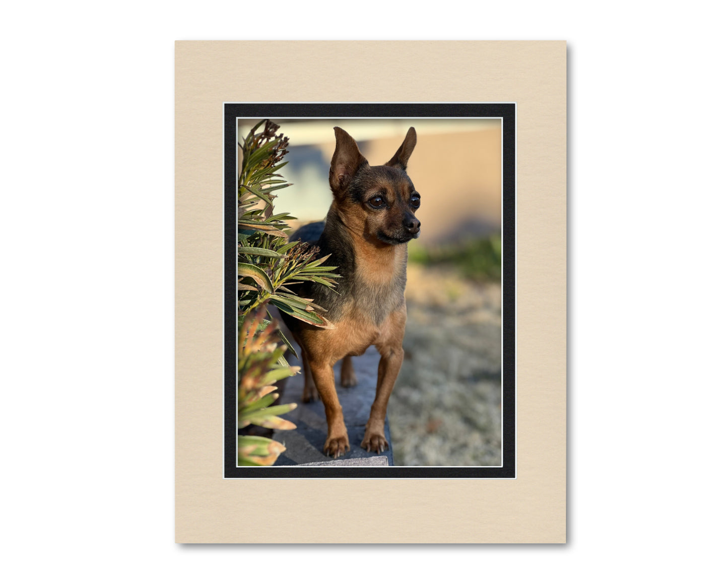 An example of what this 14x18 double mat looks like with a 10x13 photo in it.