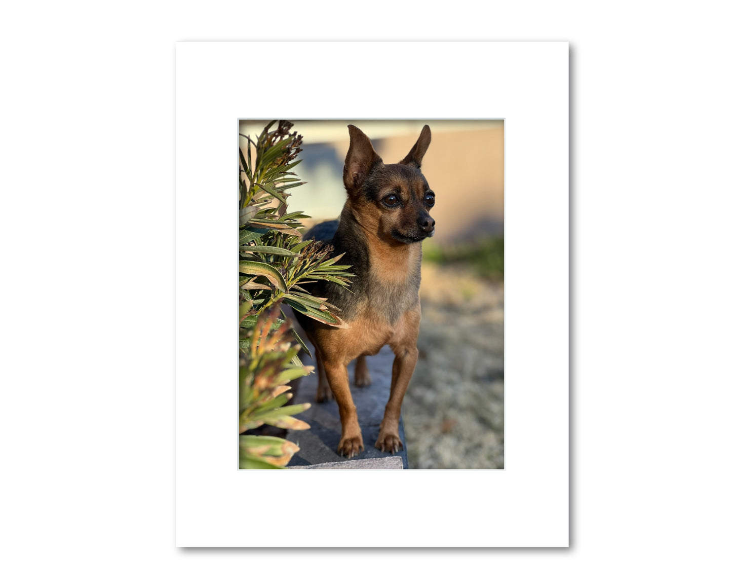 An example of what this 14x18 mat looks like with a 10x13 photo in it.