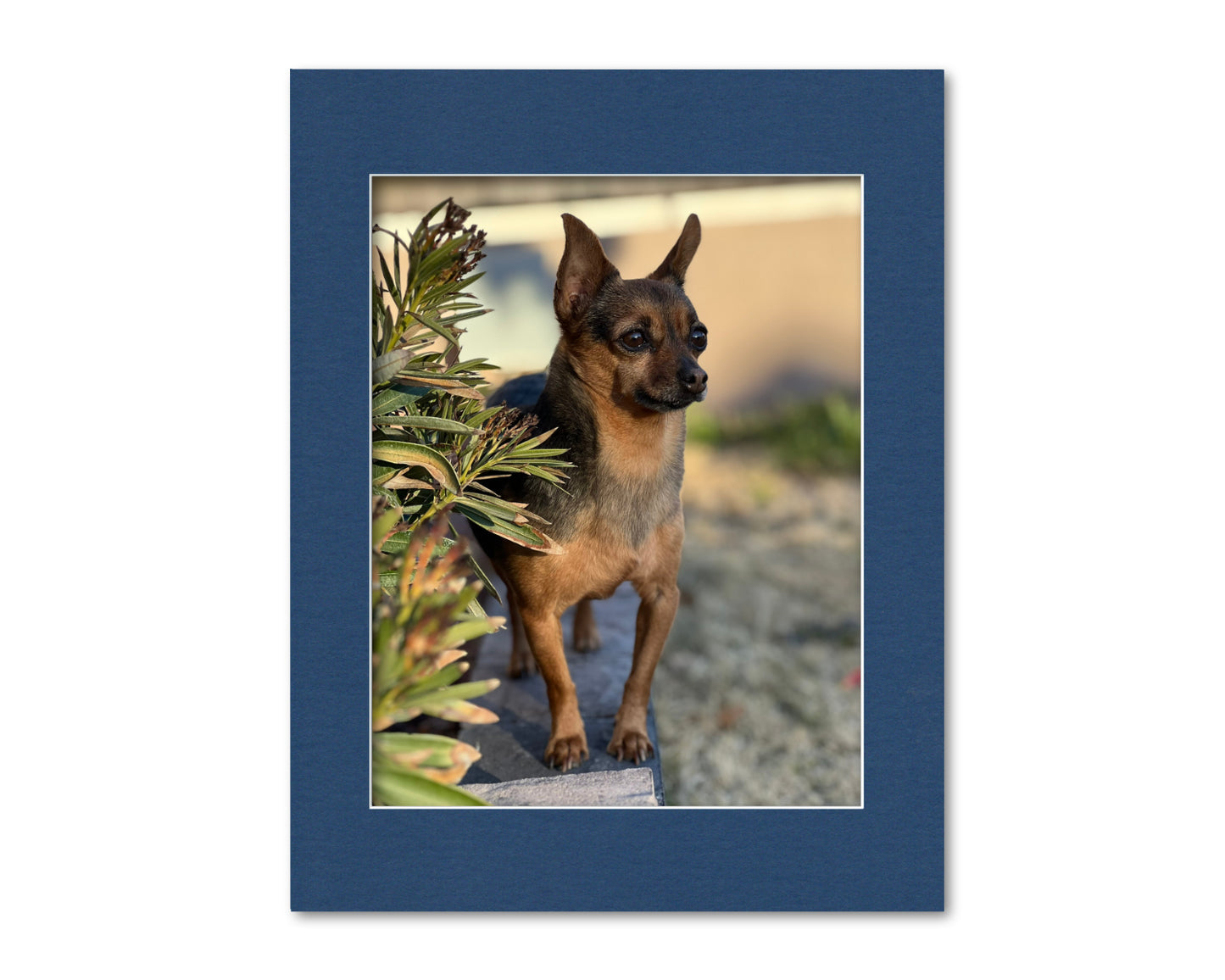 An example of what this 14x18 mat looks like with a 11x14 photo in it.