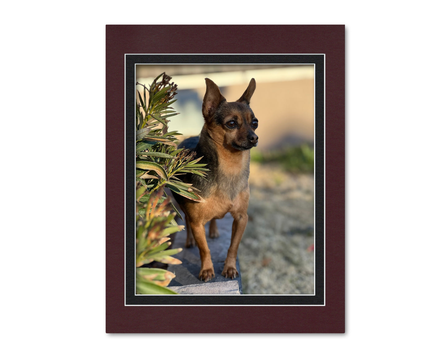 An example of what this 14x18 double mat looks like with an 11x14 photo in it.