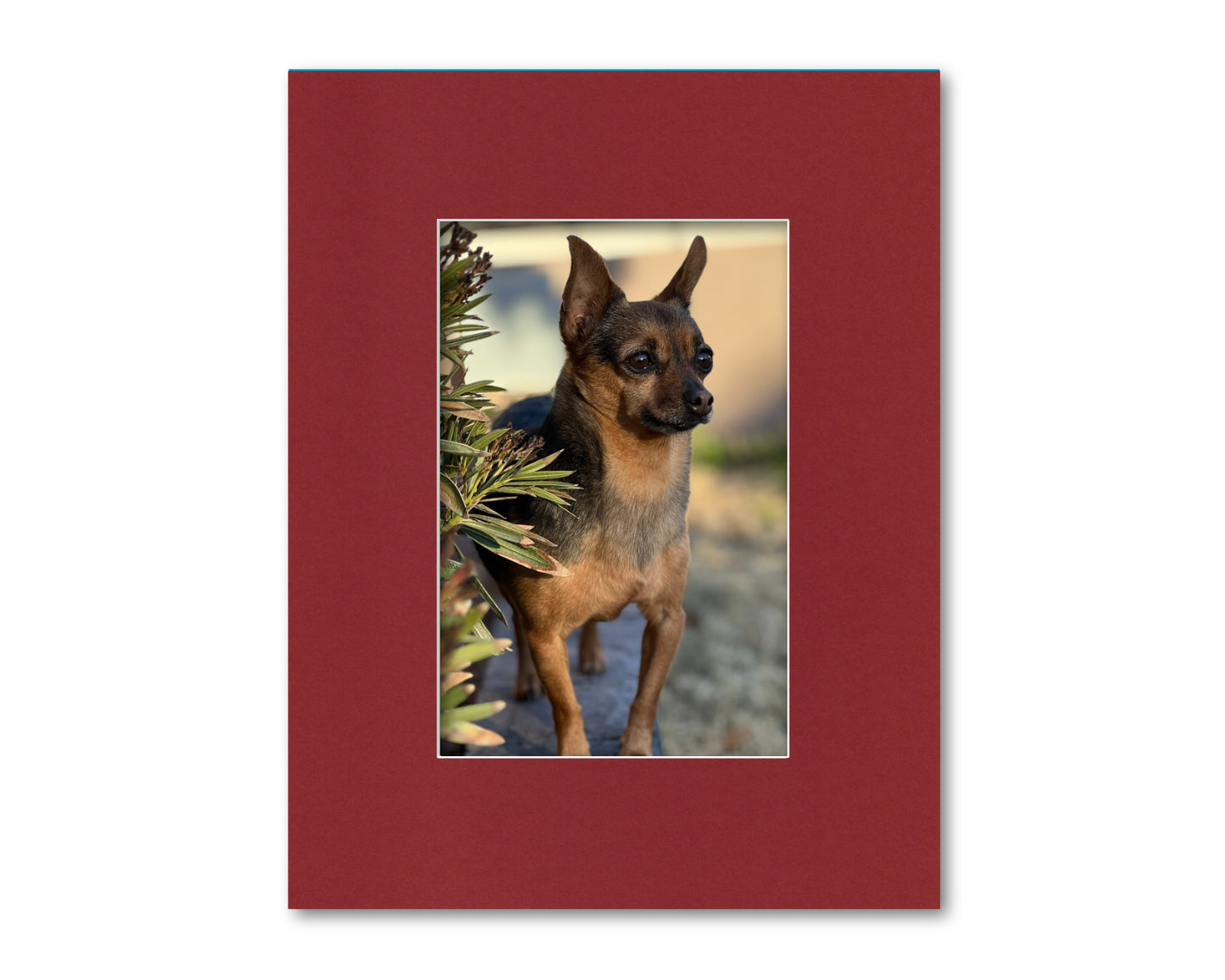 An example of what this 14x18 mat looks like with an 8x12 photo in it.