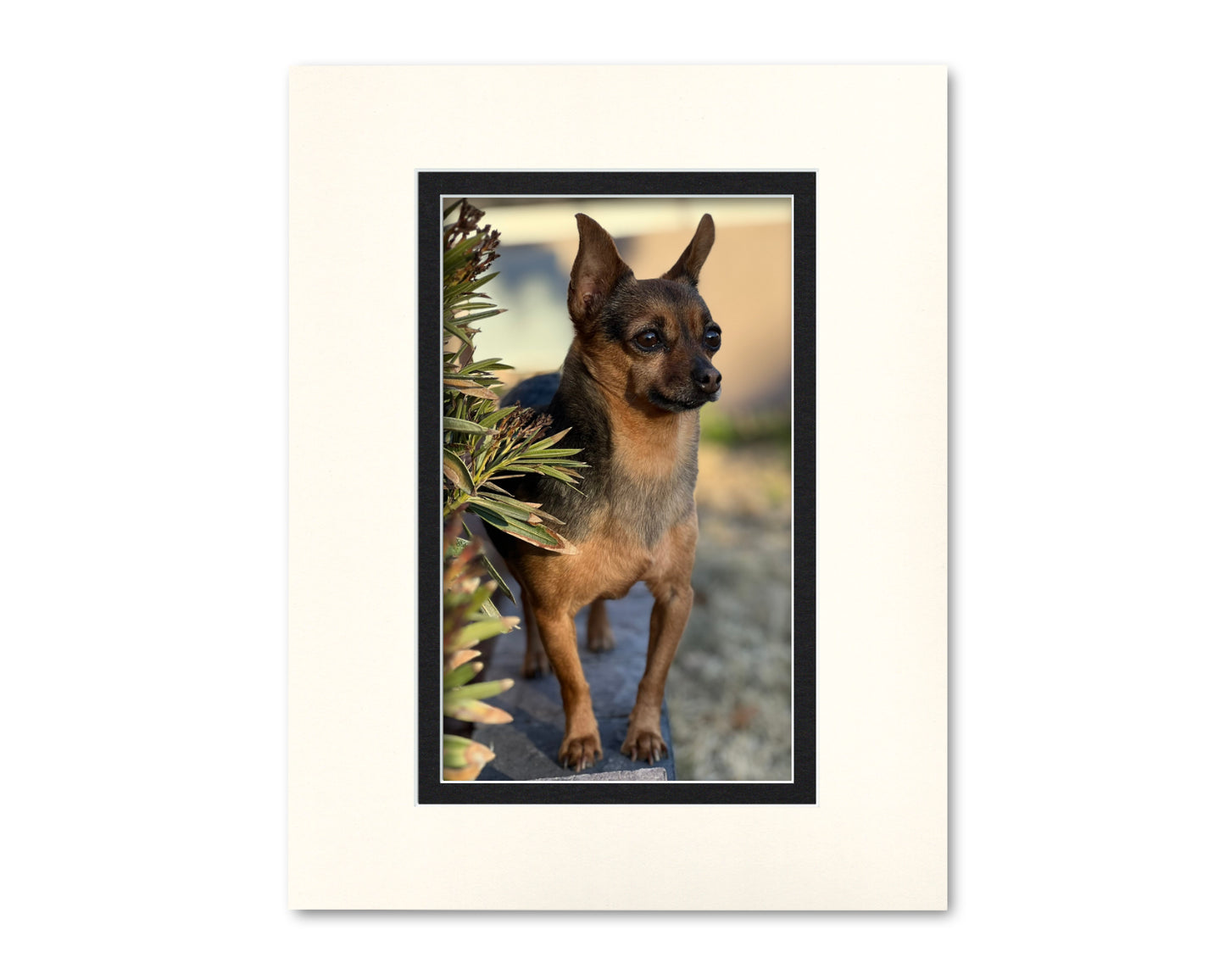 An example of what this 14x18 double mat looks like with an 8x13 photo in it.