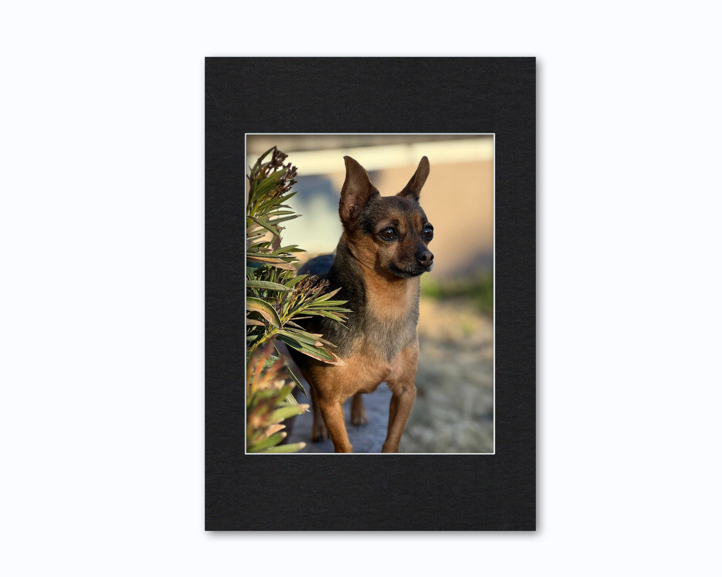 An example of what this 14x20 mat looks like with an 11x14 photo in it.