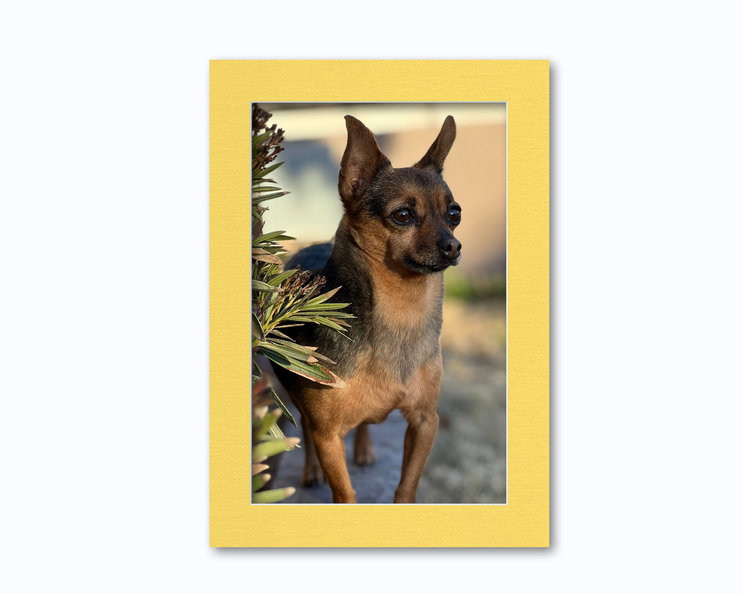 An example of what this 14x20 mat looks like with an 11x17 photo in it.