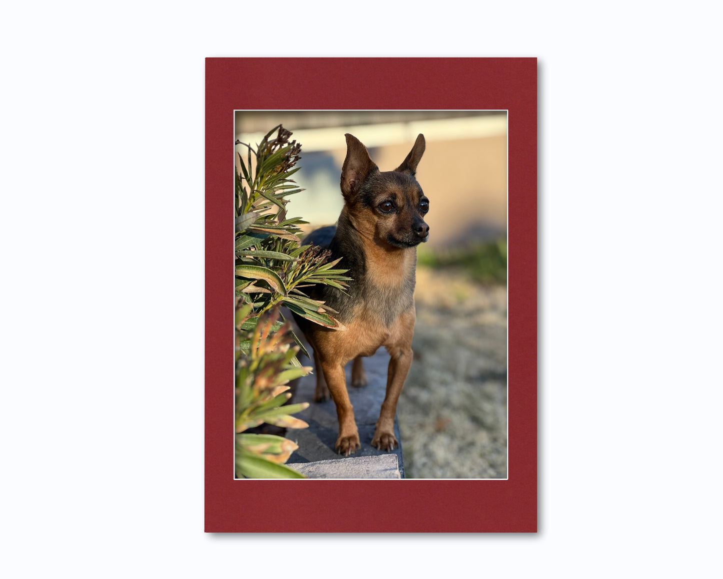 An example of what this 14x20 mat looks like with a 12x16 photo in it.