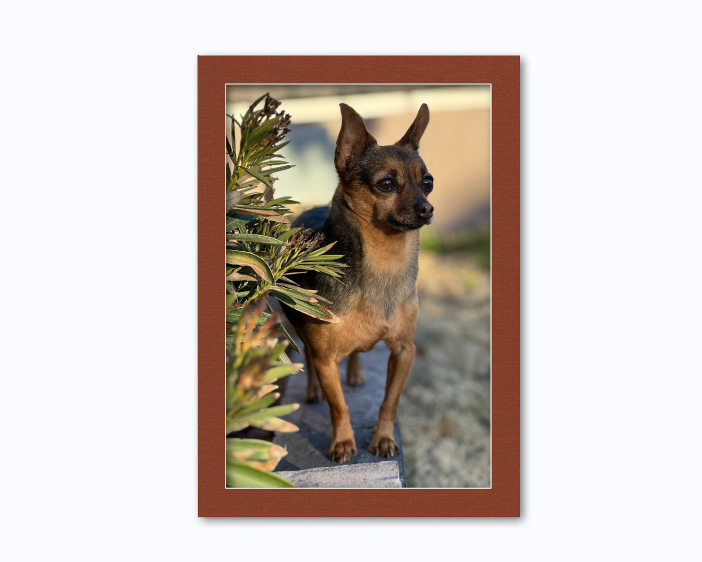An example of what this 14x20 mat looks like with a 12x18 photo in it.