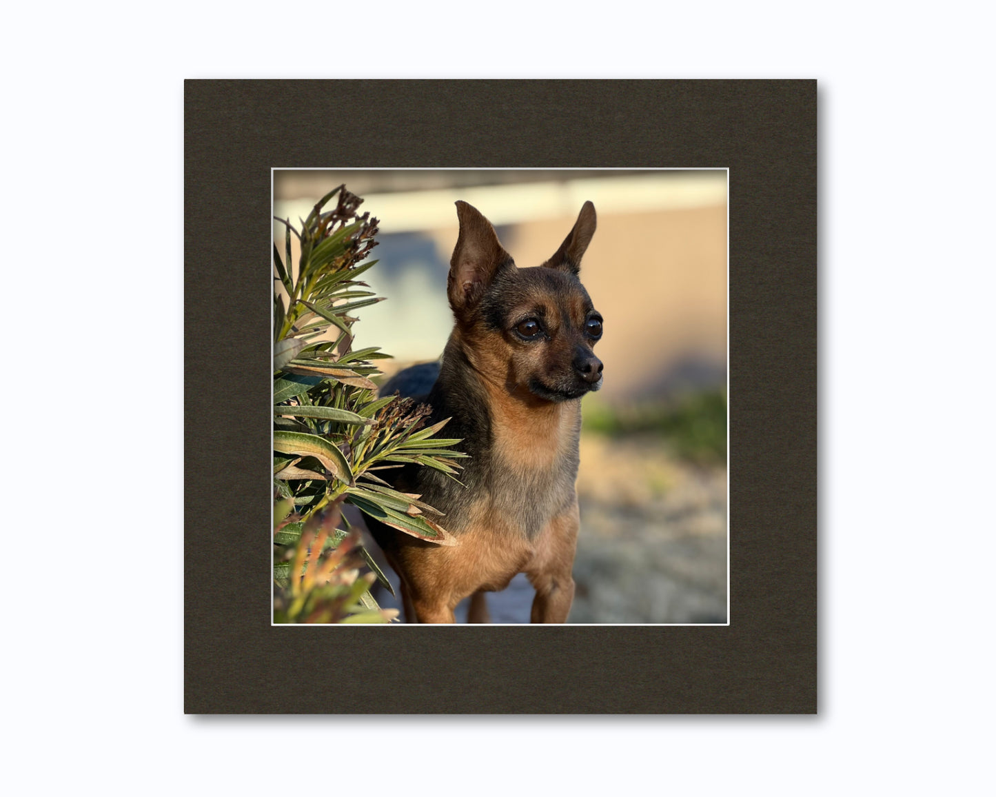 An example of what this 16x16 mat looks like with a 12x12 photo in it.