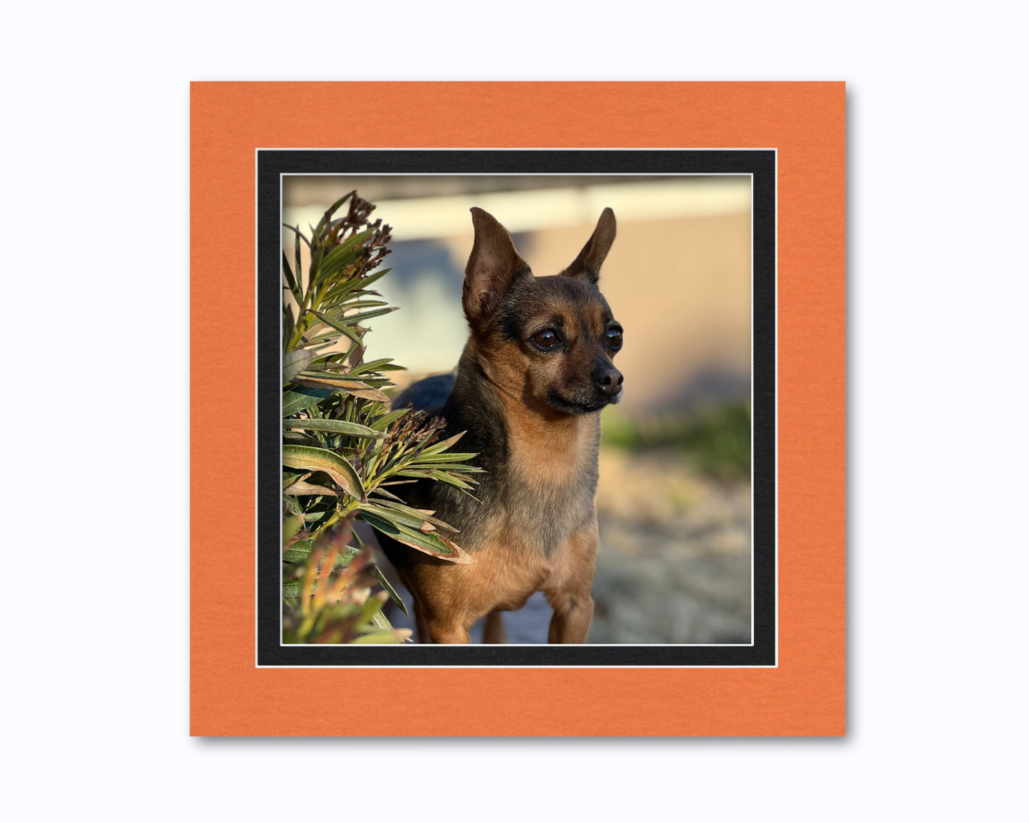 An example of what this 16x16 double mat looks like with a 12x12 photo in it.