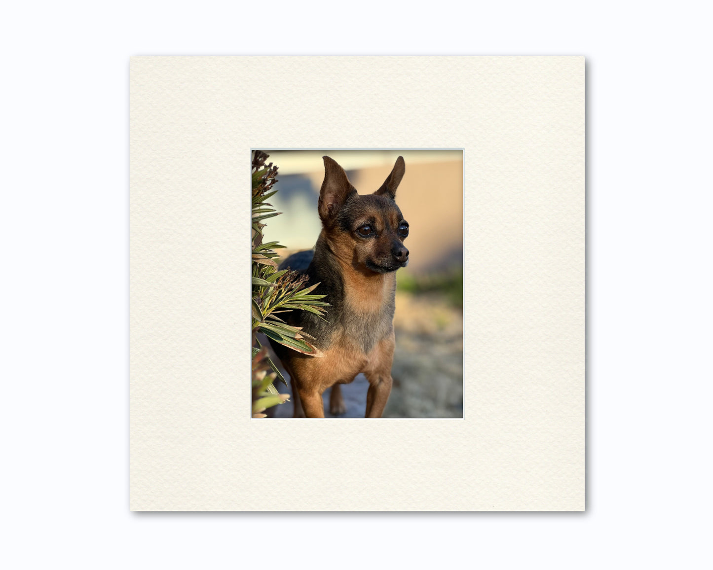 An example of what this 16x16 mat looks like with an 8x10 photo in it.