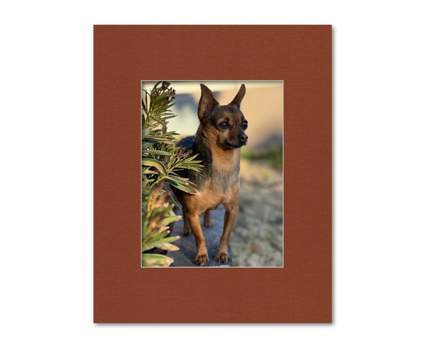 An example of what this 16x20 mat looks like with a 10x13 photo in it.
