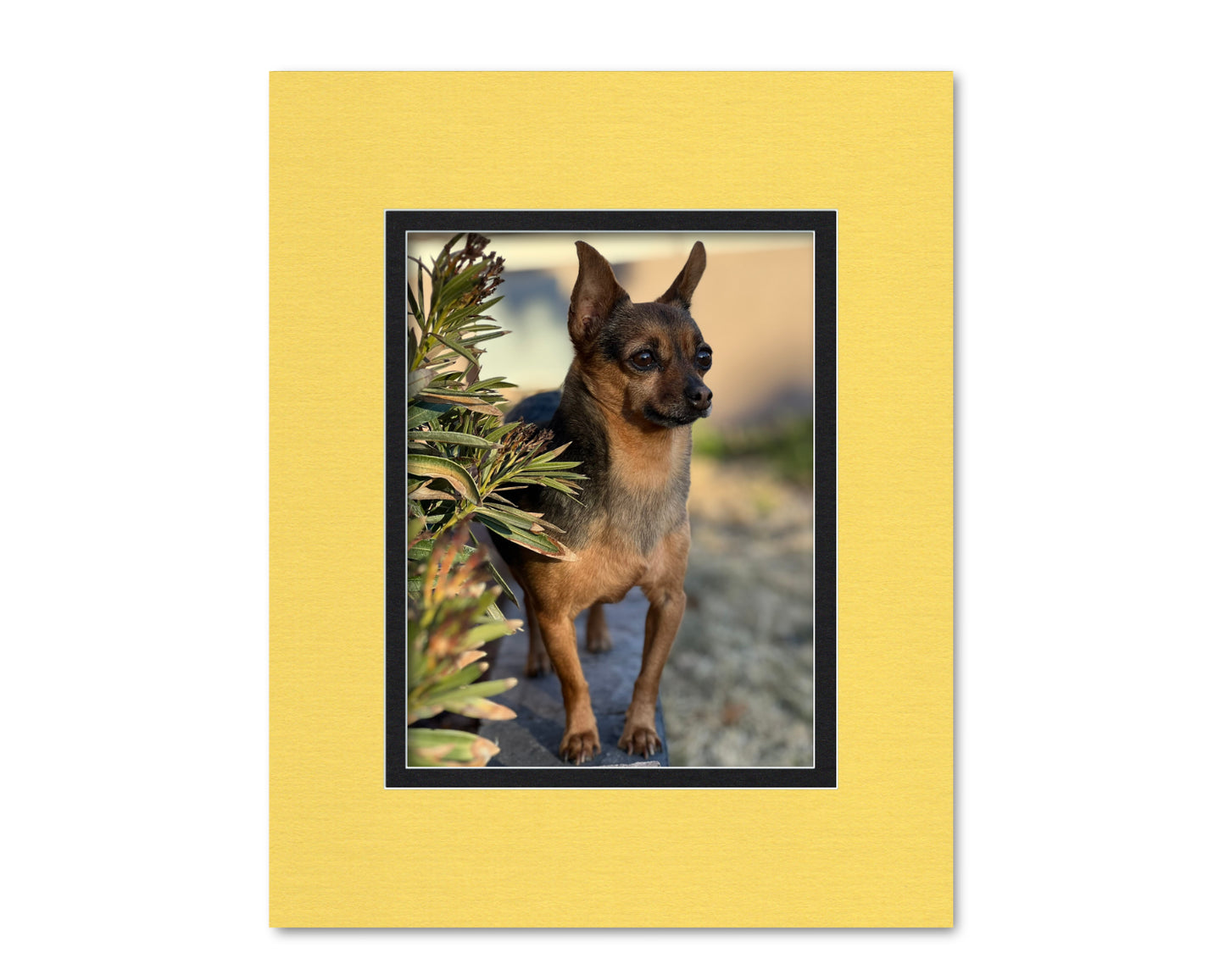 An example of what this 16x20 double mat looks like with a 10x13 photo in it.