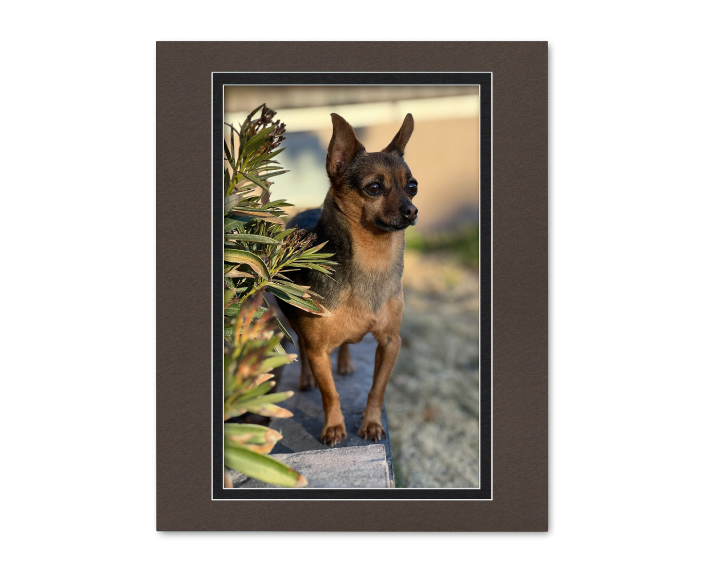 An example of what this 16x20 double mat looks like with an 11x17 photo in it.