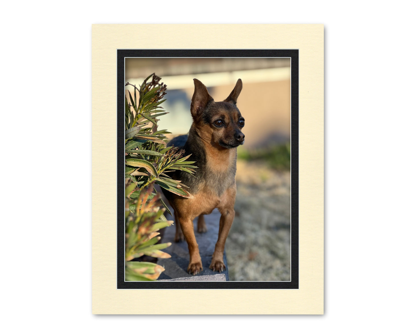An example of what this 16x20 double mat looks like with a 12x16 photo in it.