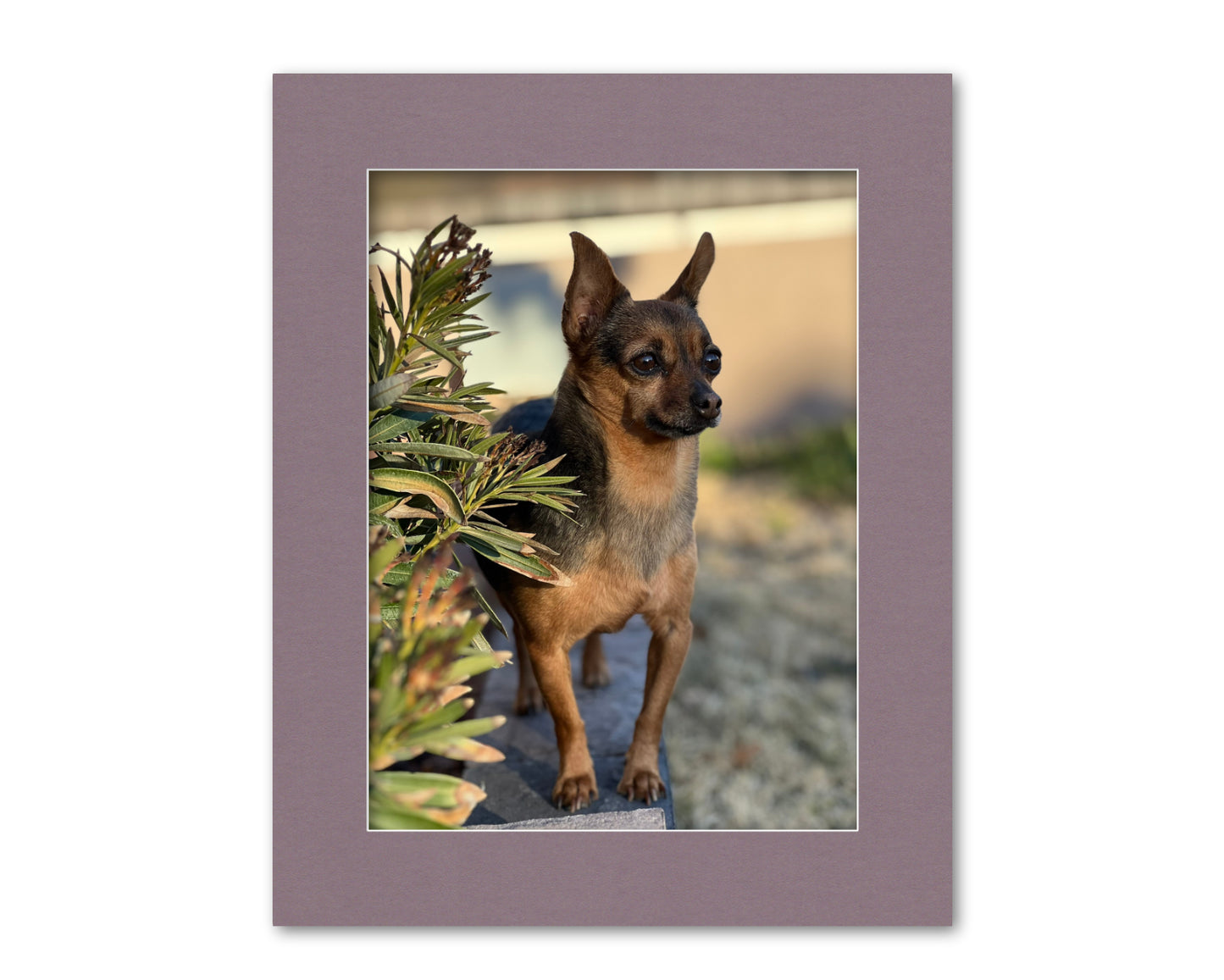 An example of what this 16x20 mat looks like with a 12x16 photo in it.