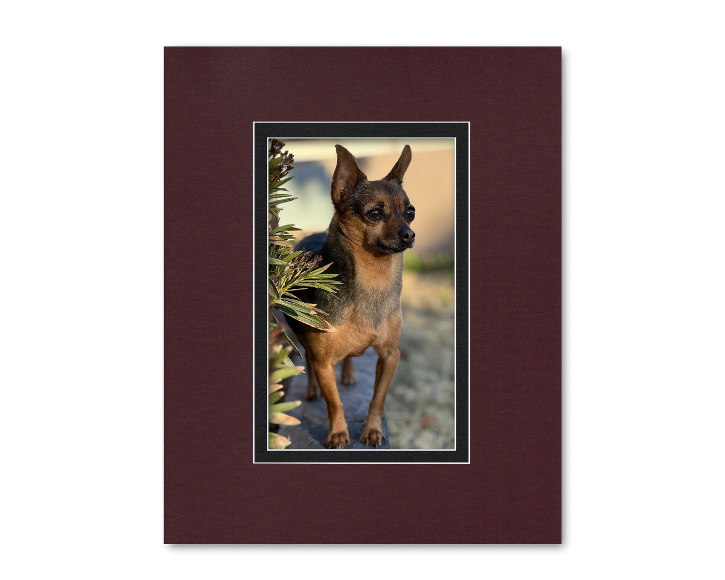 An example of what this 16x20 double mat looks like with an 8x13 photo in it.
