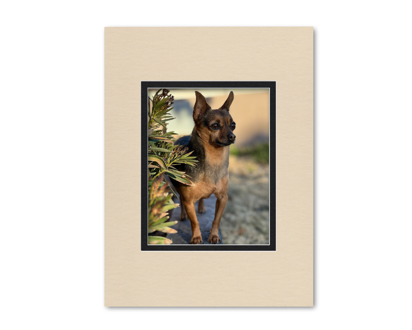 An example of what this 18x24 mat looks like with an 11x14 photo in it.