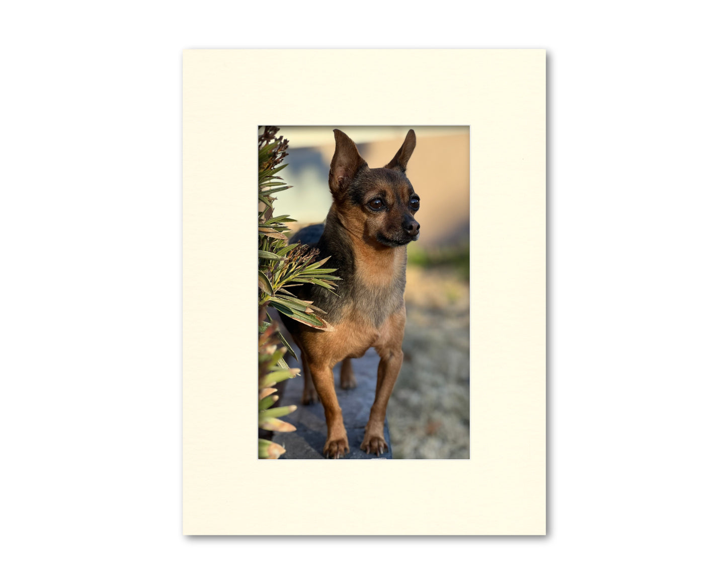 An example of what this 18x24 mat looks like with an 11x17 photo in it.