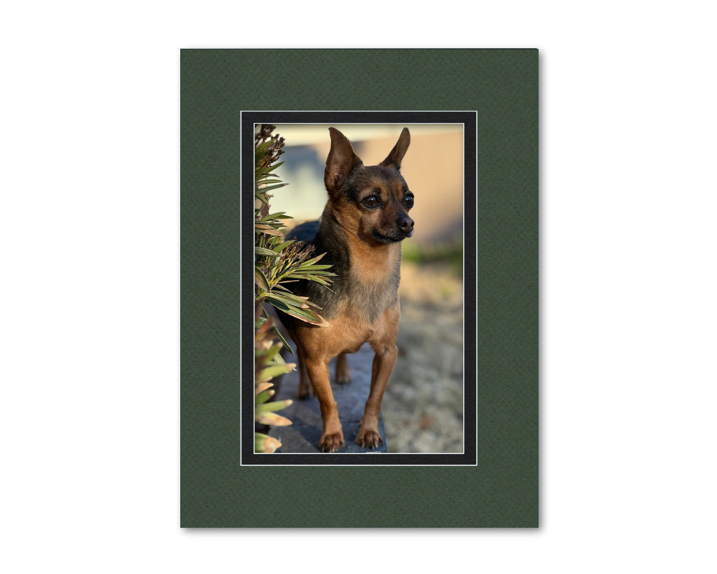 An example of what this 18x24 double mat looks like with an 11x17 photo in it.